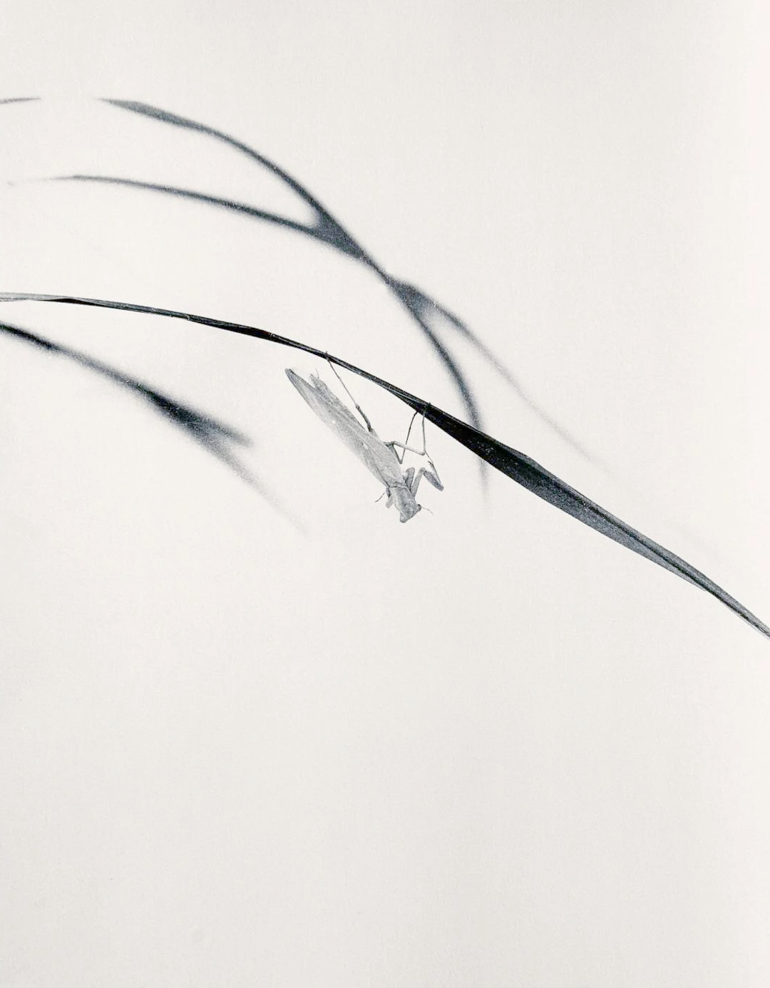 郎静山:亚洲摄影的璀璨明星与独特贡献