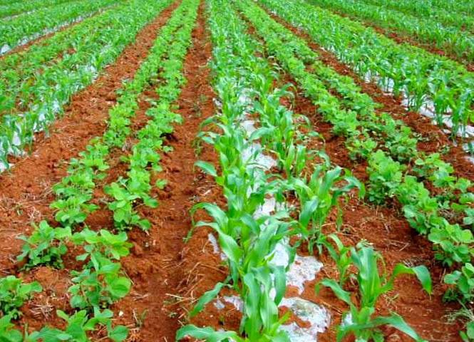 轮作,间作与套种,这三种农作物种植方式,虽然各有