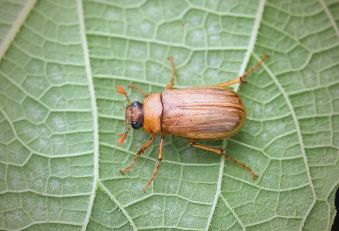 金龟子世界:多种多样的昆虫陪伴我们成长