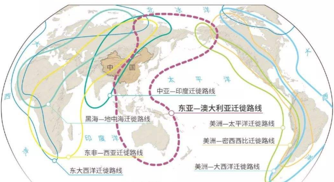 北极燕鸥迁徙路线图片