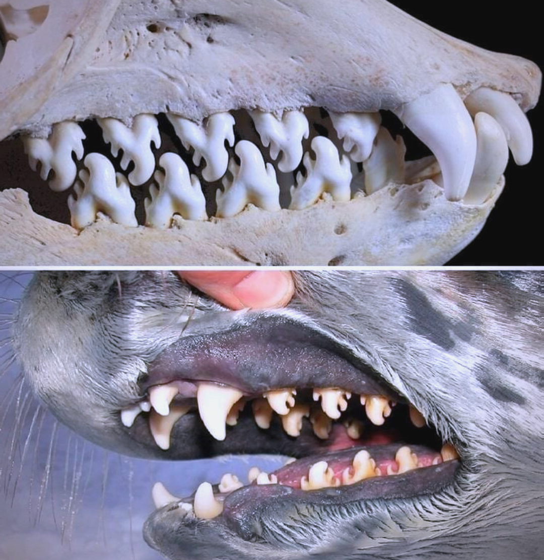 食蟹海豹的牙齿:自然界的独特艺术品