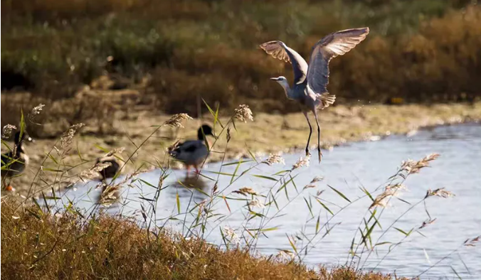 来秦皇岛来一场沉浸式观鸟之旅这20处胜地看万鸟齐飞