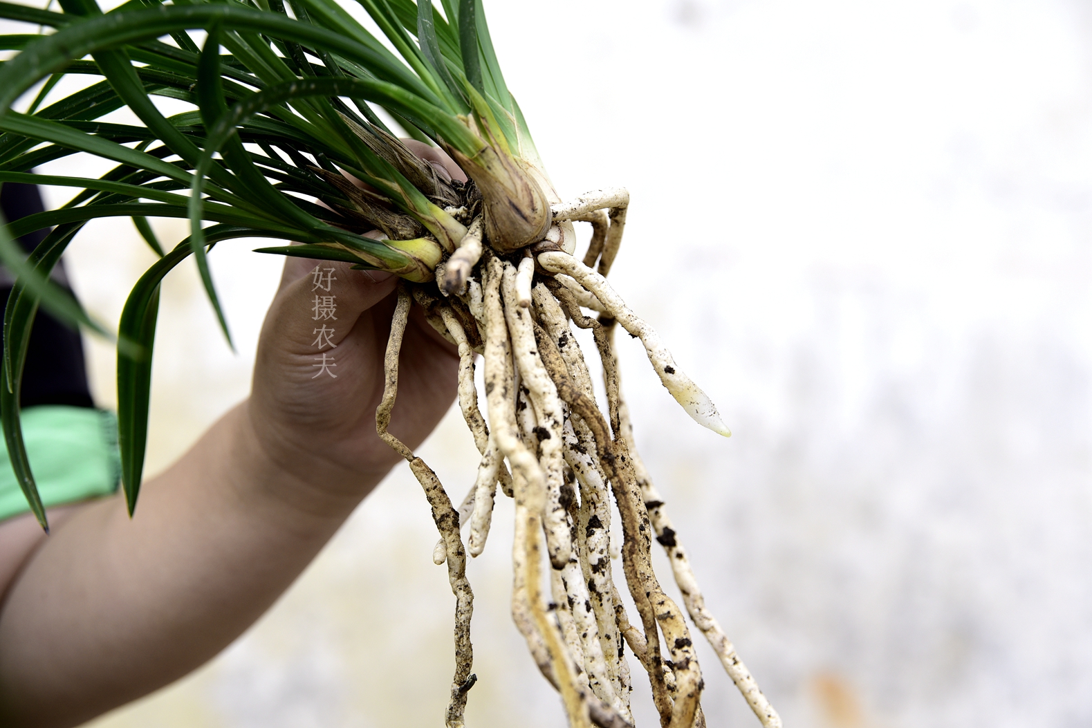 兰花的根是什么样子的?为什么怕热,怕冷还怕咸?