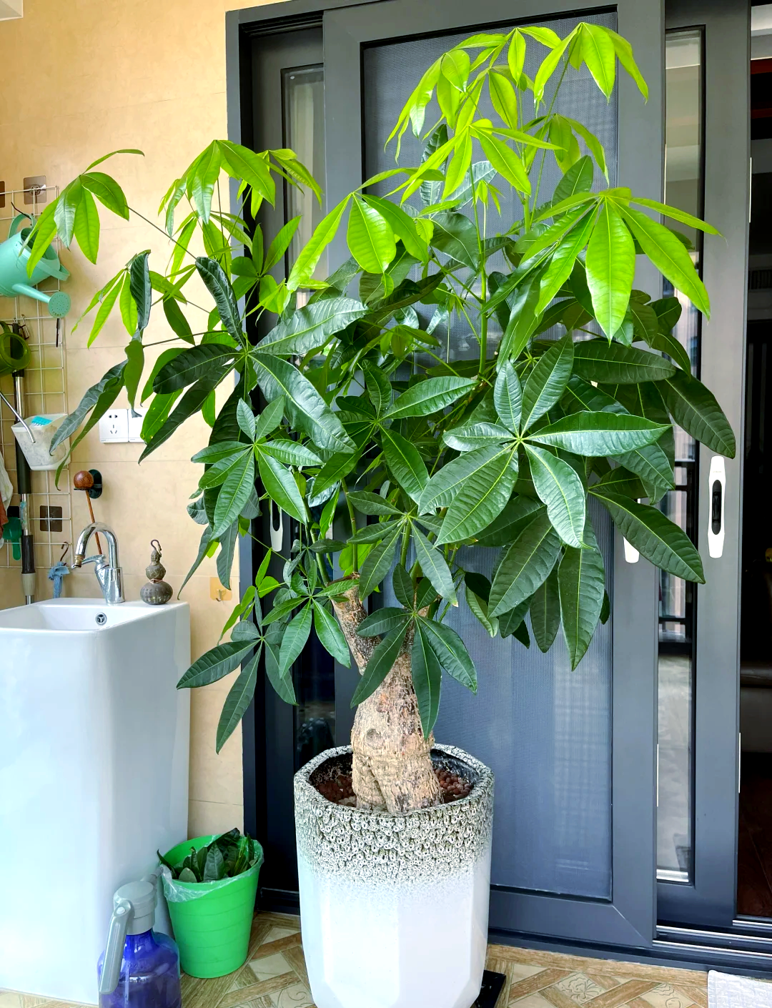 阳台风水布局与植物摆放:提升家居正能量的智慧选择