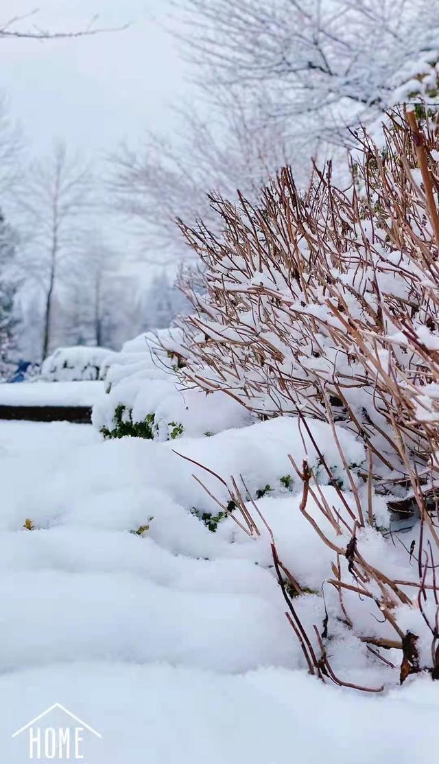 天津雪景美图图片