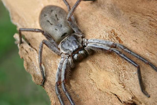 世界最大的蜘蛛被发现,以蟑螂,蚊子为食,是否可以养在家里?