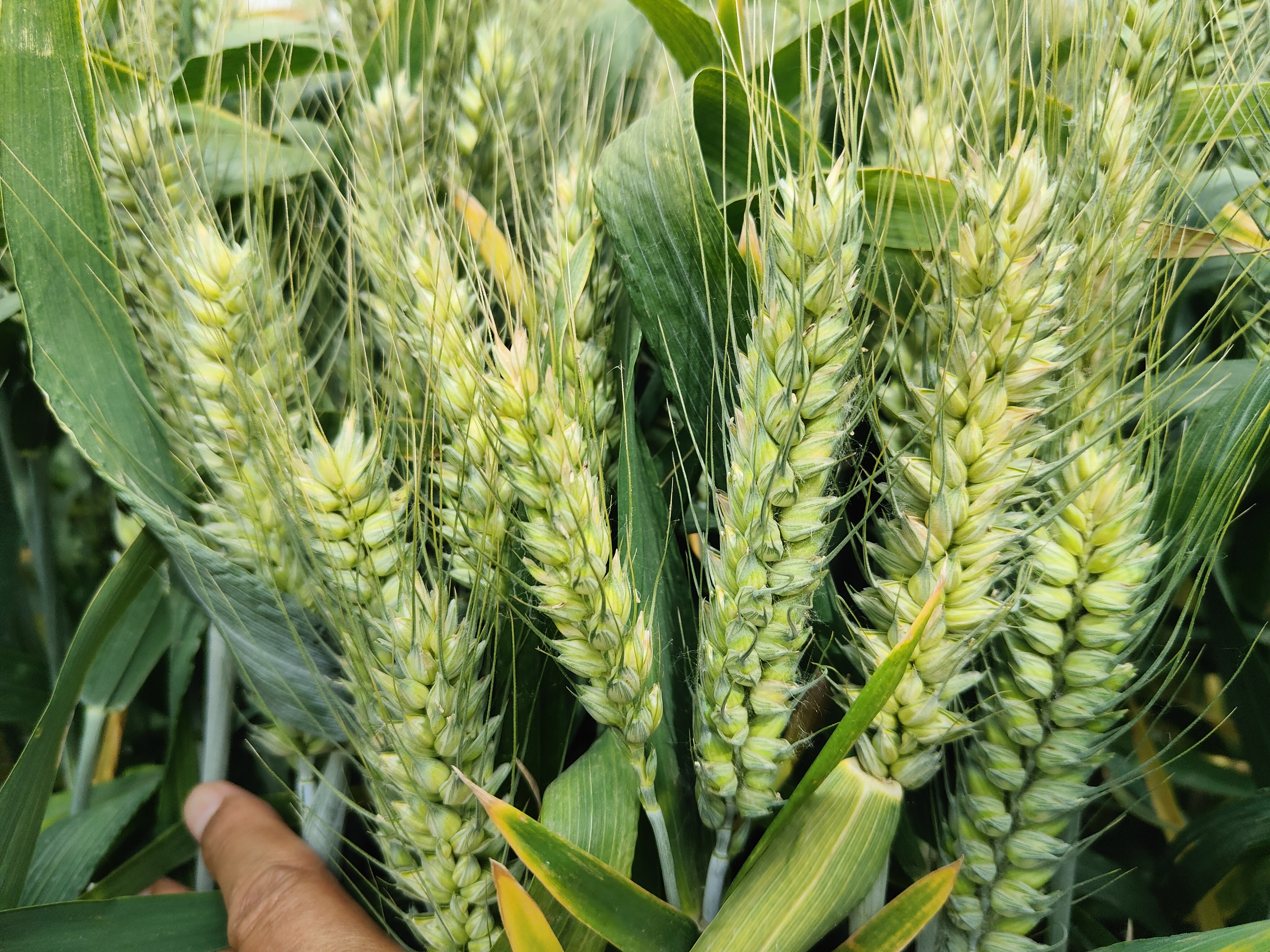 周麦系列小麦品种,这几个品种种植面积大产量高,今年首选