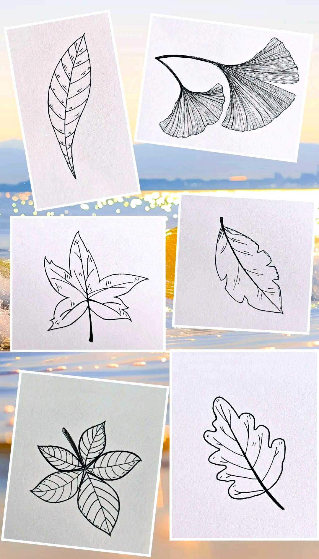 各种叶子的简笔画欣赏与感悟