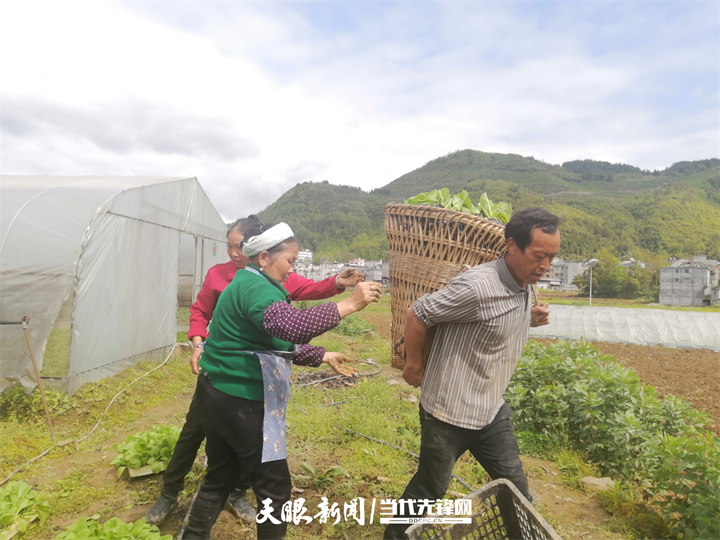 沿河后坪乡:人勤春来早 烤烟移栽忙