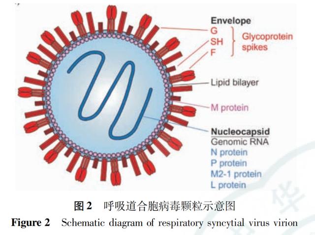 儿研所儿医说孩子咳喘小心感染了呼吸道合胞病毒