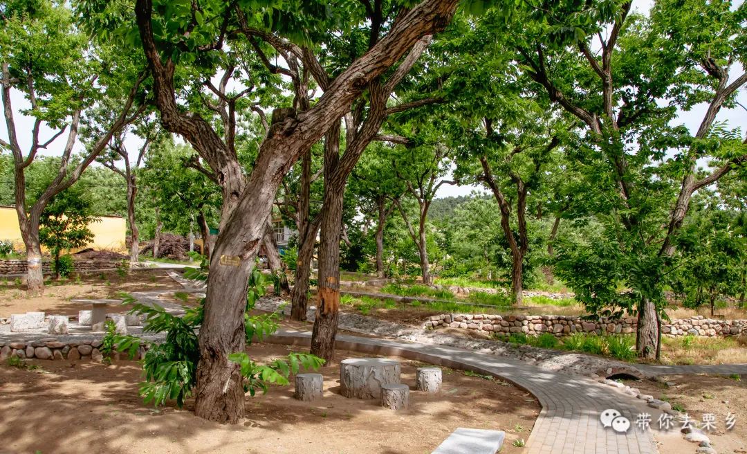 欢迎您到迁西来    认养一棵板栗树