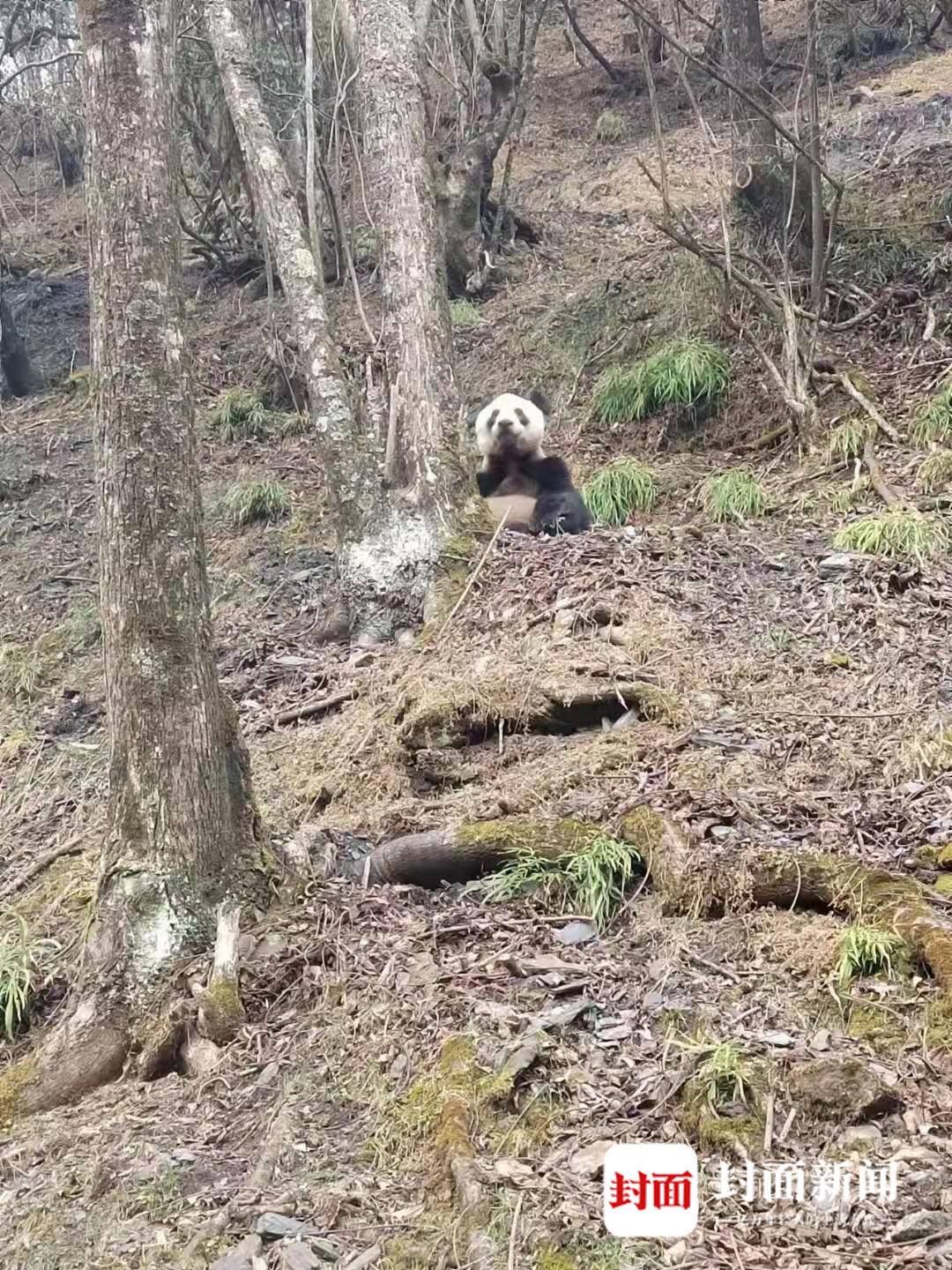 熊猫护林员图片