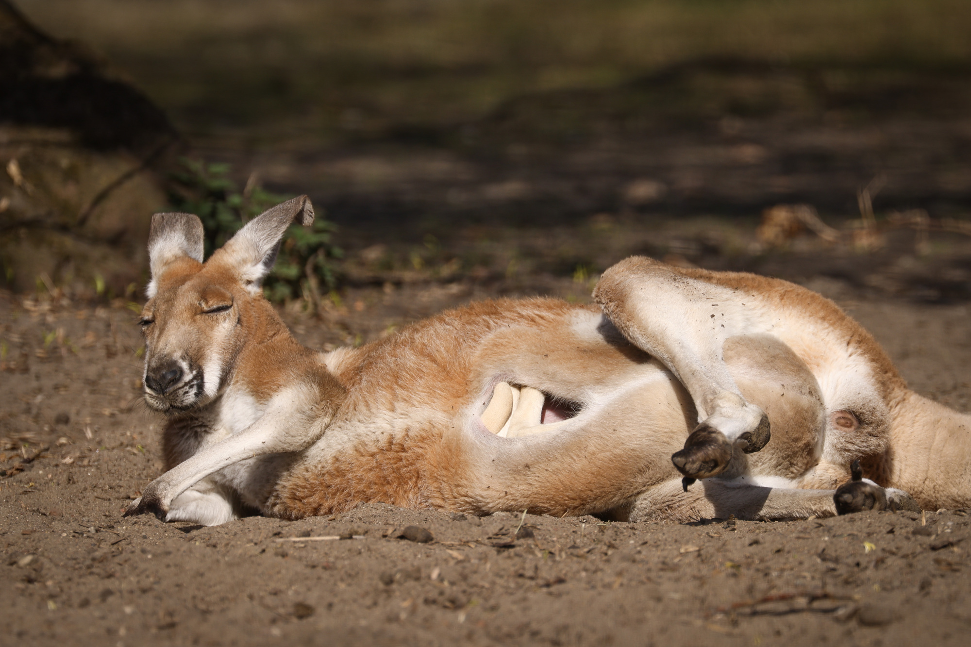 华沙动物园的动物们