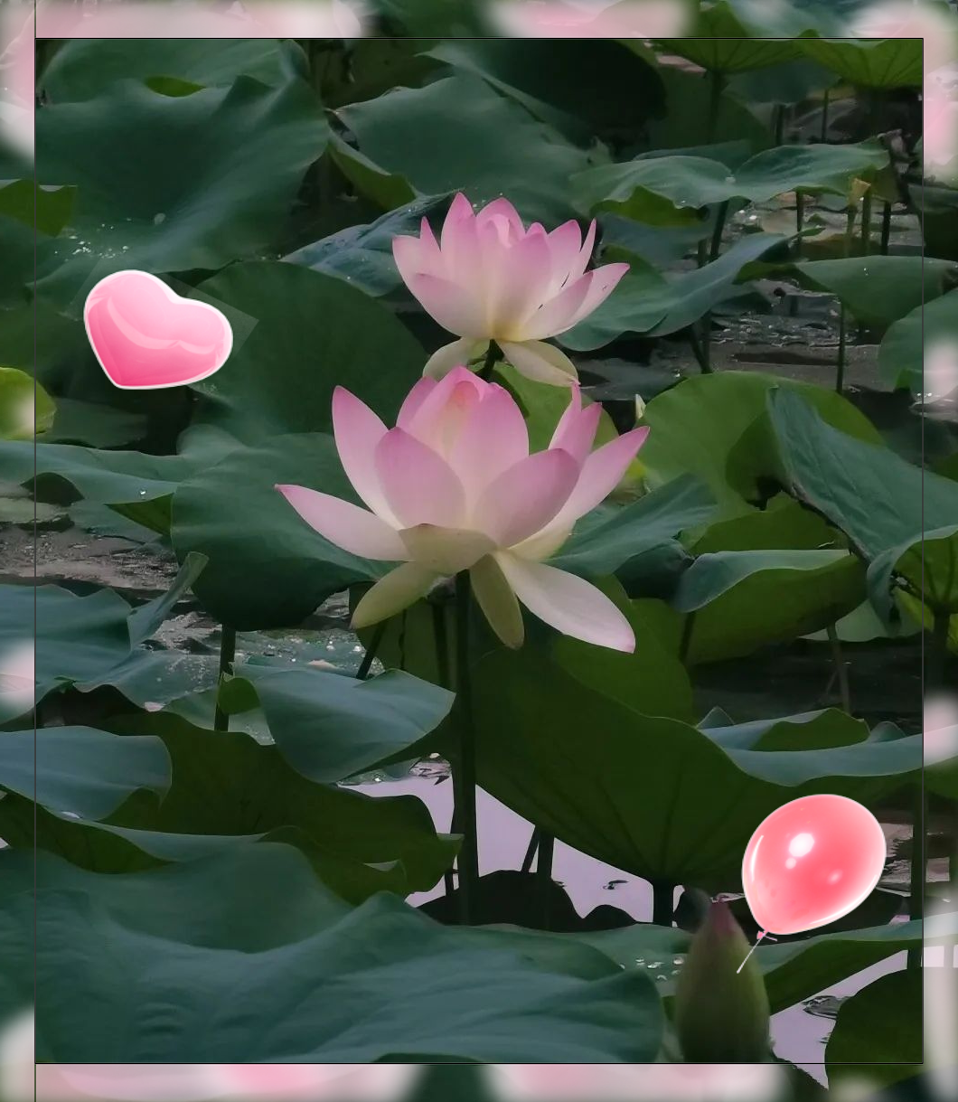 探秘校园中的荷花:出淤泥而不染的独特风采