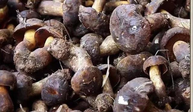 云南名菌——牛肝菌