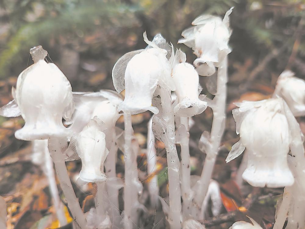 珍稀植物水晶兰现身福建清流县