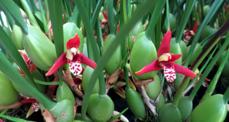 松叶兰是被子植物吗