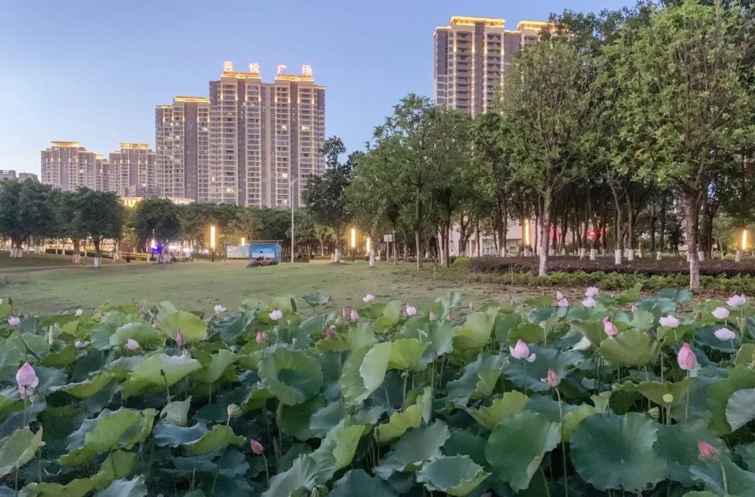 水佩风裳,亭亭玉立——白石湖的荷花,唯美了整个夏天
