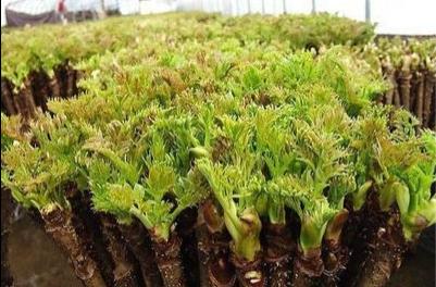 木本蔬菜天下第一山珍——植物非试管高效快繁技术快繁龙芽楤木