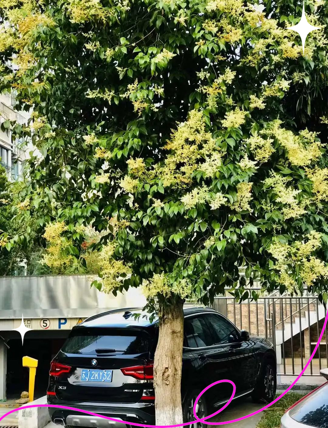 女贞花盛开:从故事到文化,多角度了解