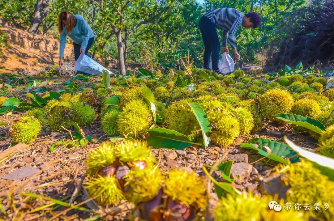 欢迎您到迁西来    认养一棵板栗树