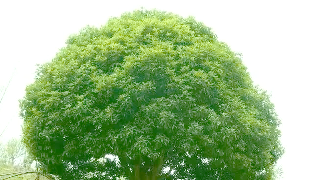 北方常绿阔叶乔木养护全攻略