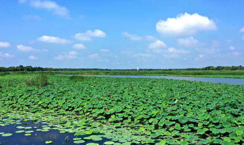 航拍章丘白云湖万亩红荷,入伏后千万朵荷花随风摇曳美丽动人