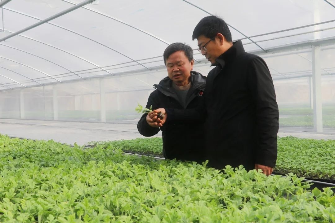 育苗期缩短!亭林雪瓜,"小皇冠"的瓜苗正