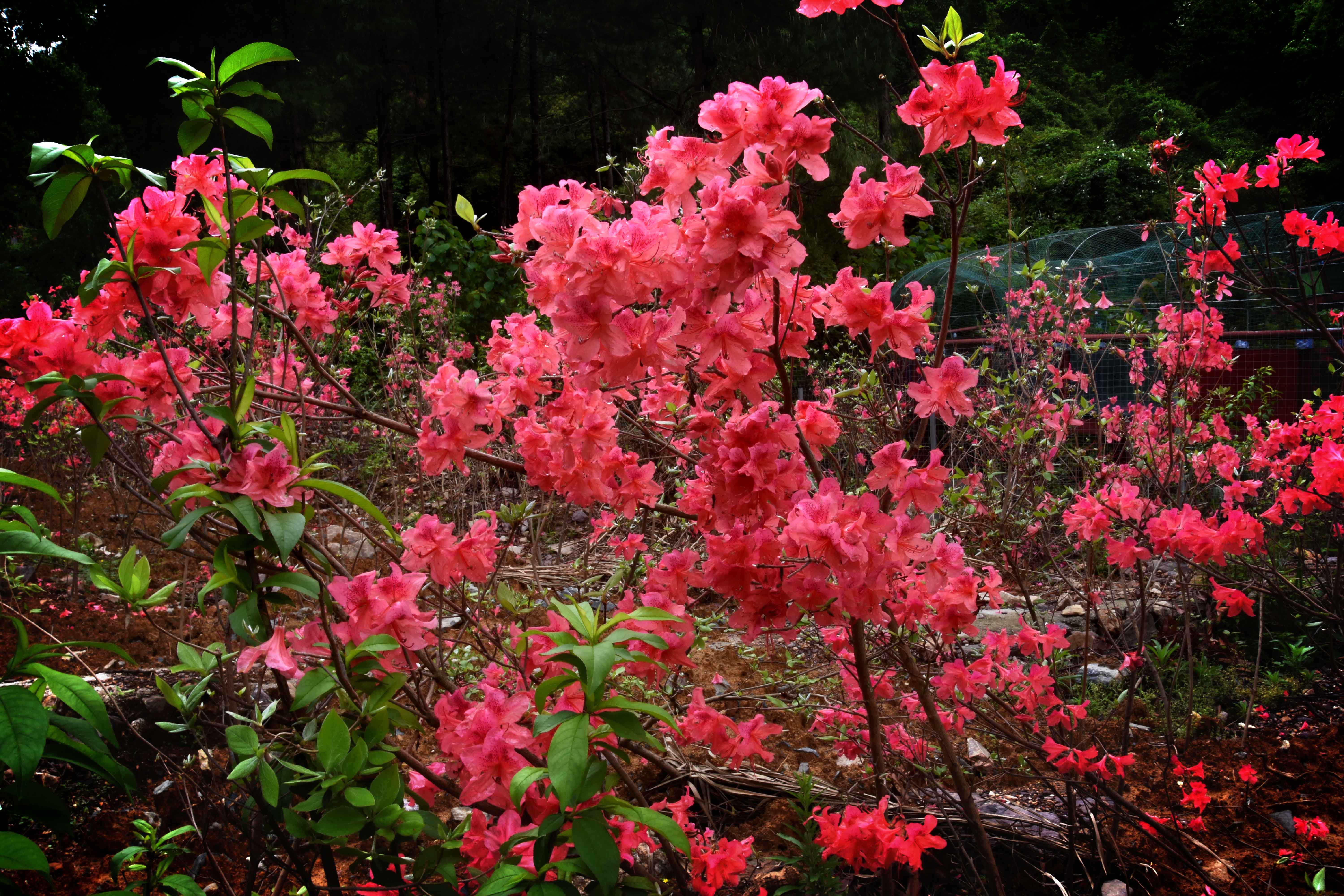 新邵凤凰谷:杜鹃花开春意盎然似桃源,云雾缭绕龙飞凤舞胜仙境!
