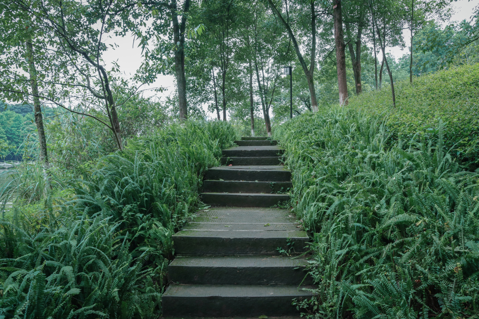 燈景,每當夜色來襲 夜光草坪,古亭夜景, 與照母山森林公園燈飾融為一