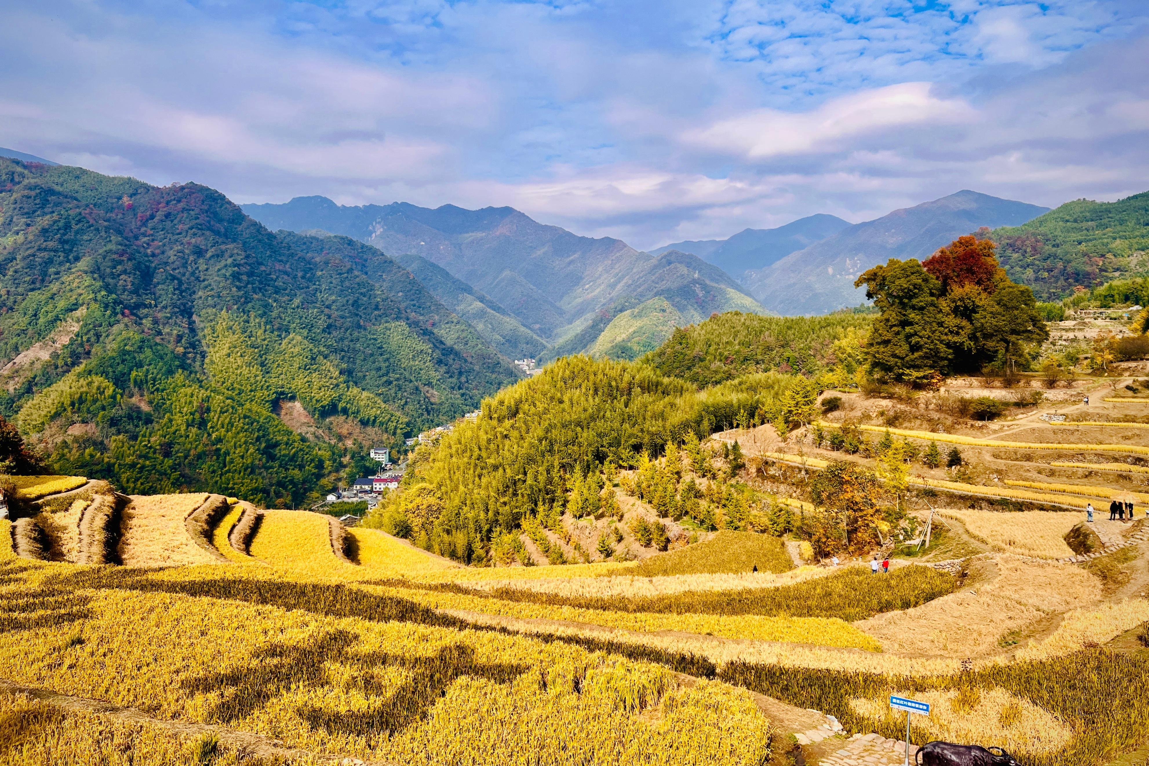 临安天目山和指南村秋色各具特色同季争妍