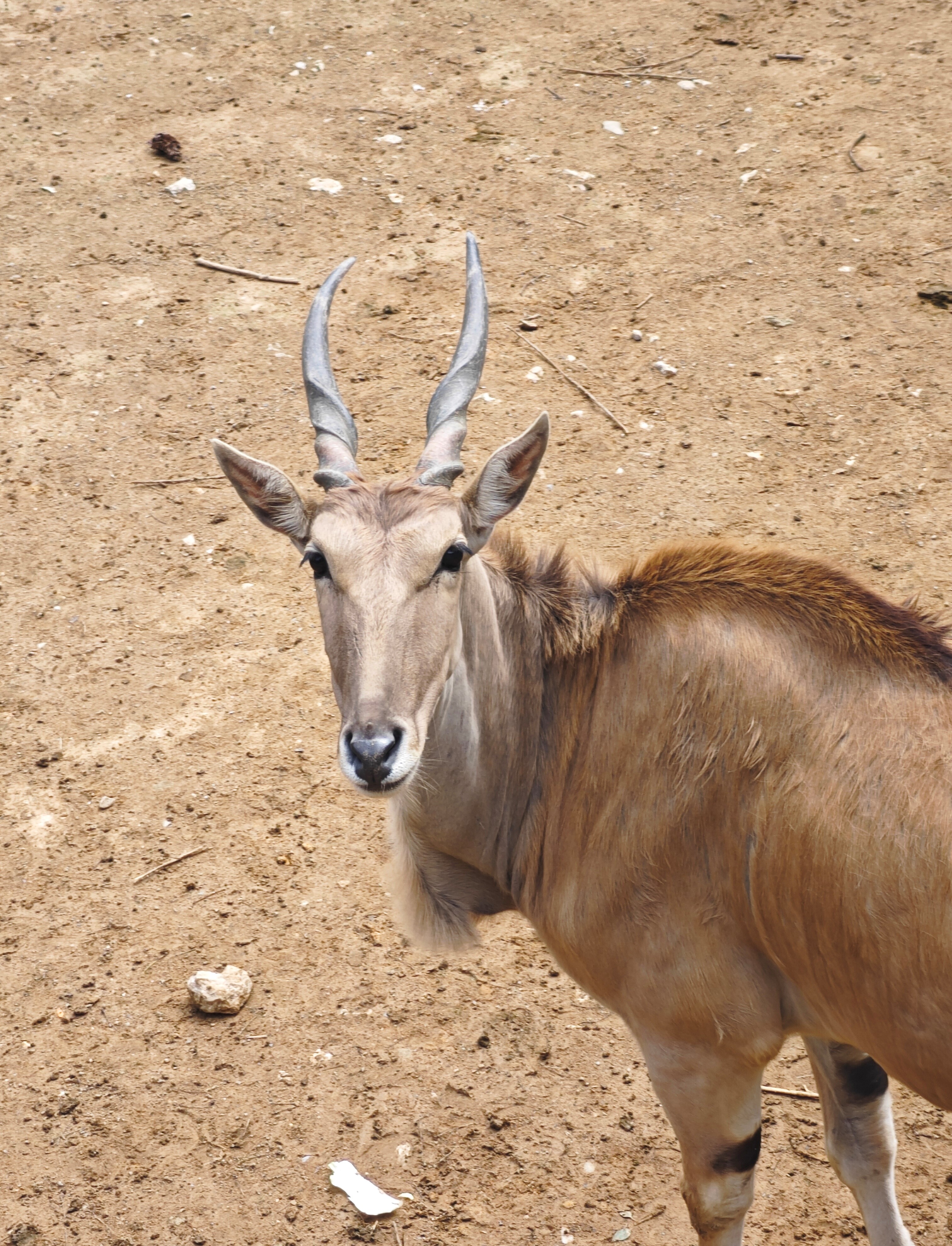 浙江安吉动物园,野生动物种类繁多,是一个值得去的地方