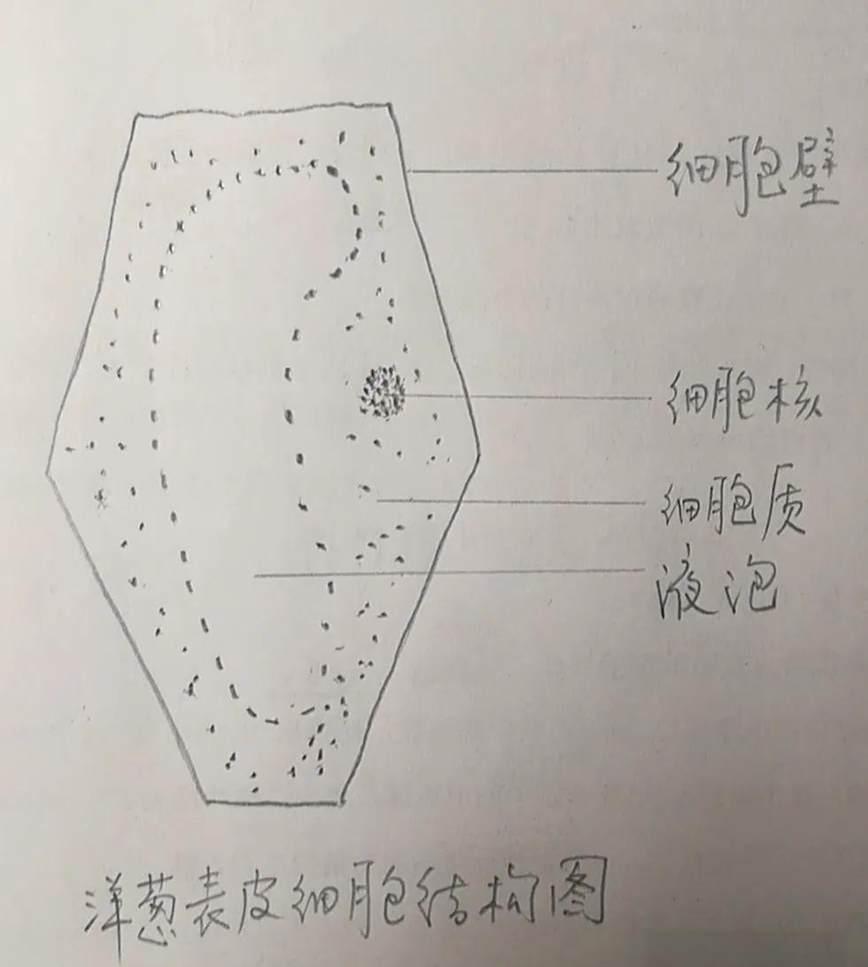 如何用光学显微镜观察洋葱表皮细胞并绘制结构图