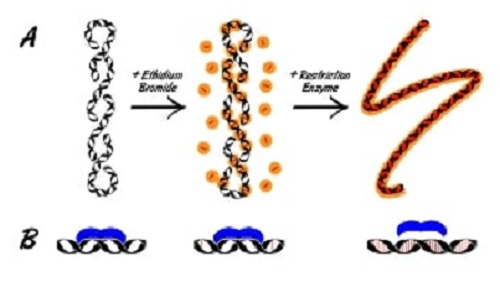 溴化乙锭(ethidium bromide,eb)