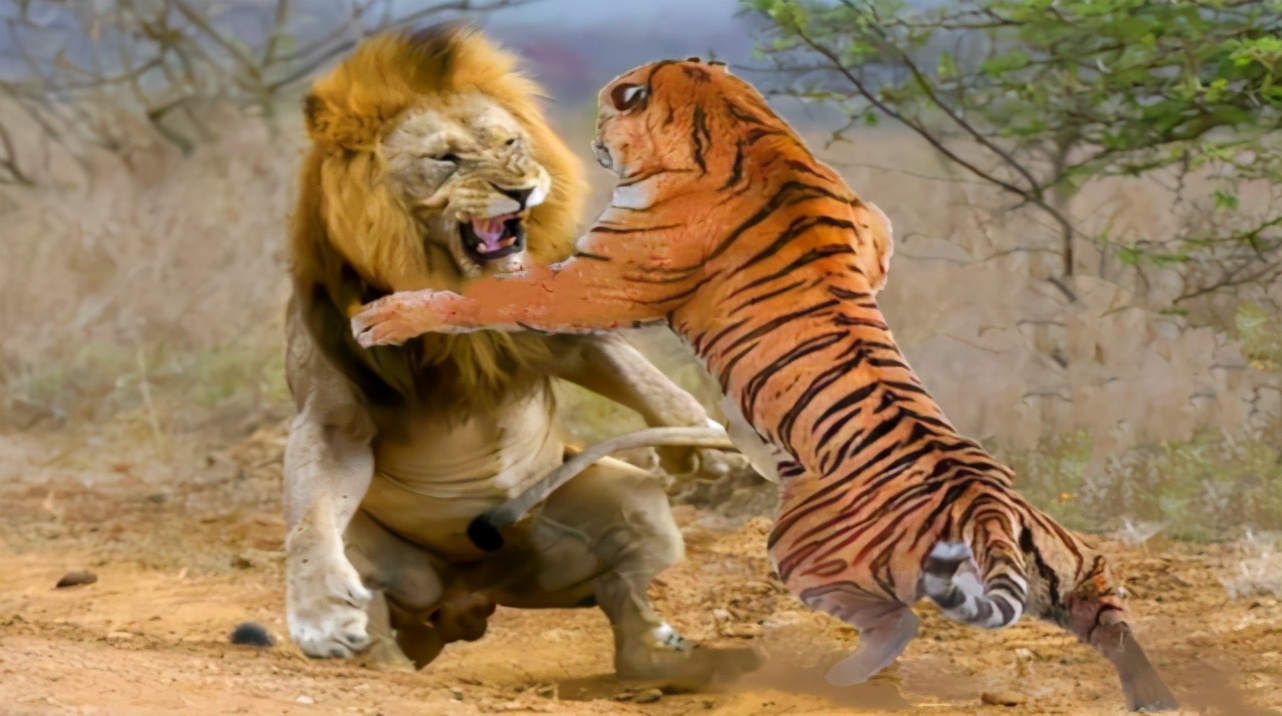 狮子和老虎体型图片