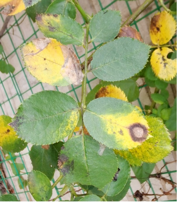 「探索」风雨过后,家中的花卉绿植如何防治病虫害?这些要点须记牢