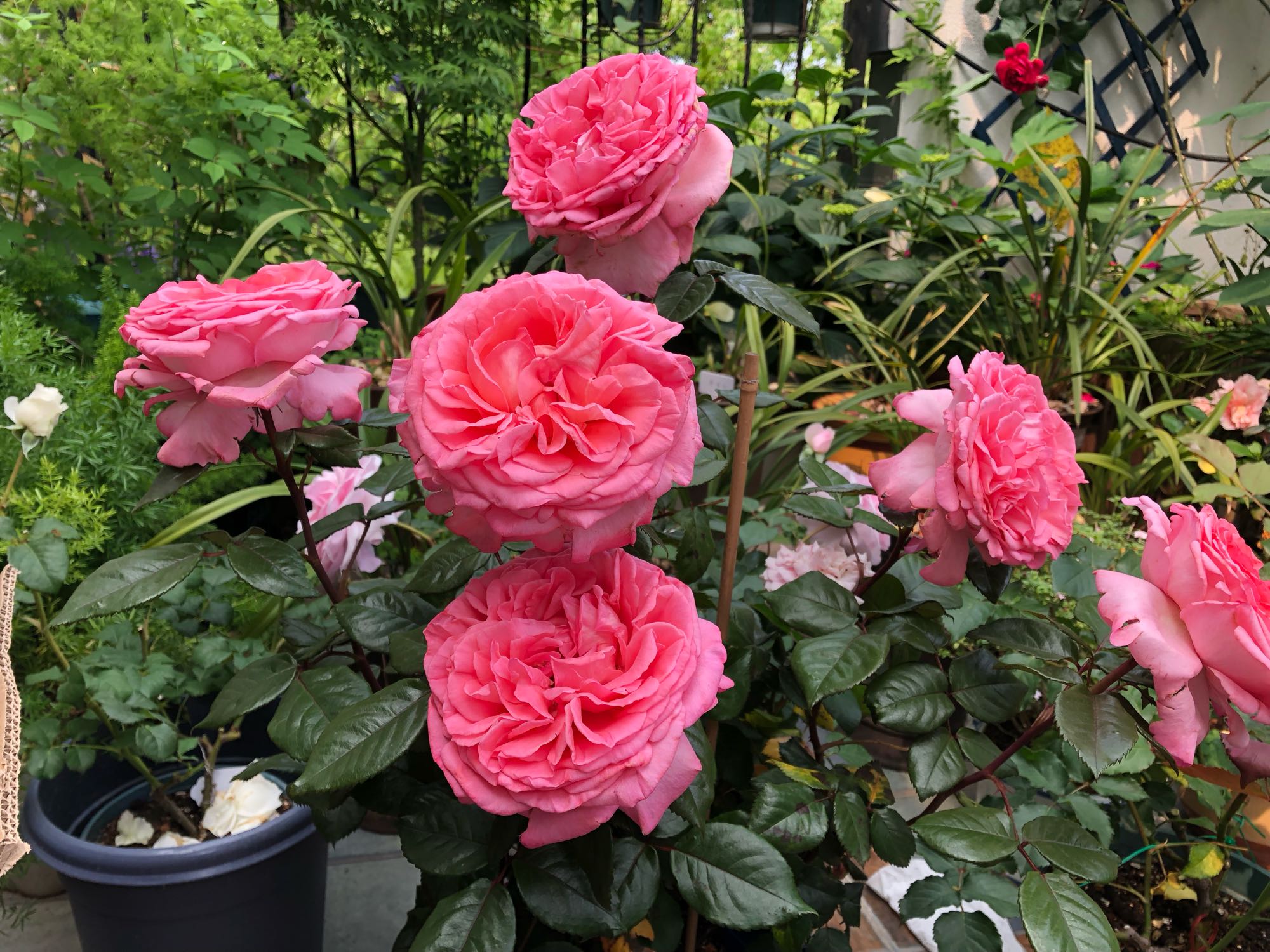 月季"花宫娜"—花美若牡丹,浓香四溢,多季节花开,阳台也能养