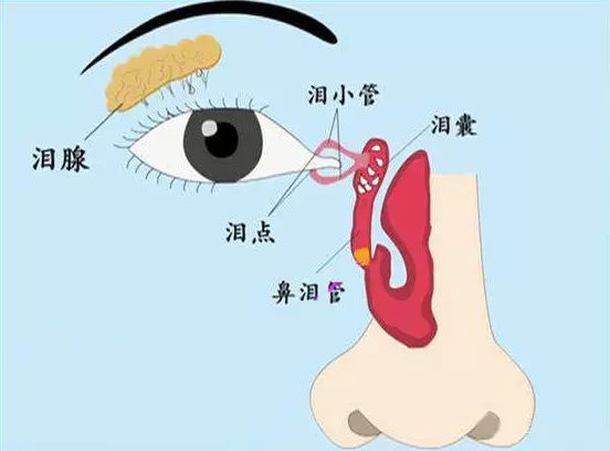 鼻泪管怎么按摩图解图片