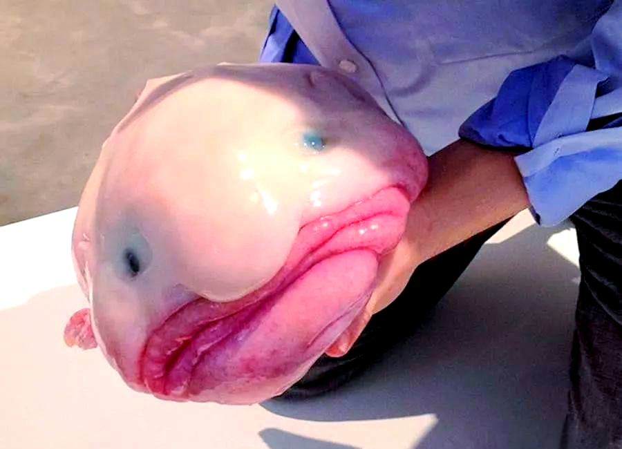 水滴鱼:深海中的真实霸主,却因人类捕捞而变得"丑陋"