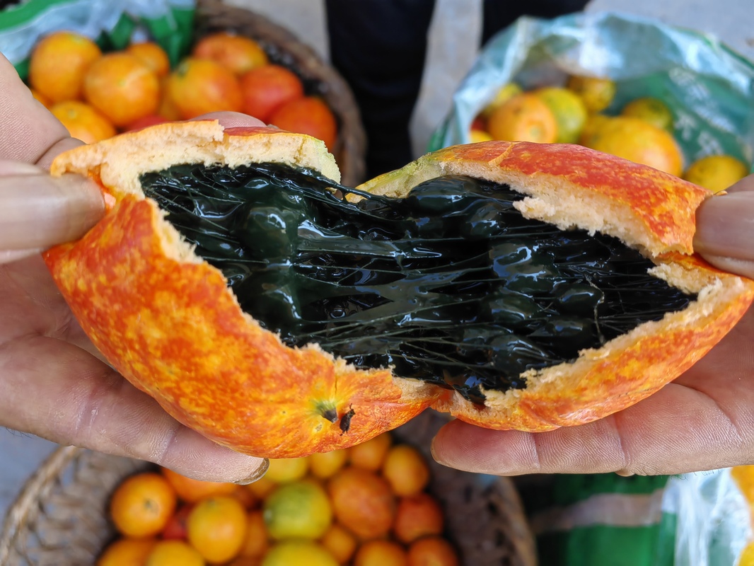 桐梓:"订单"吊瓜迎丰收