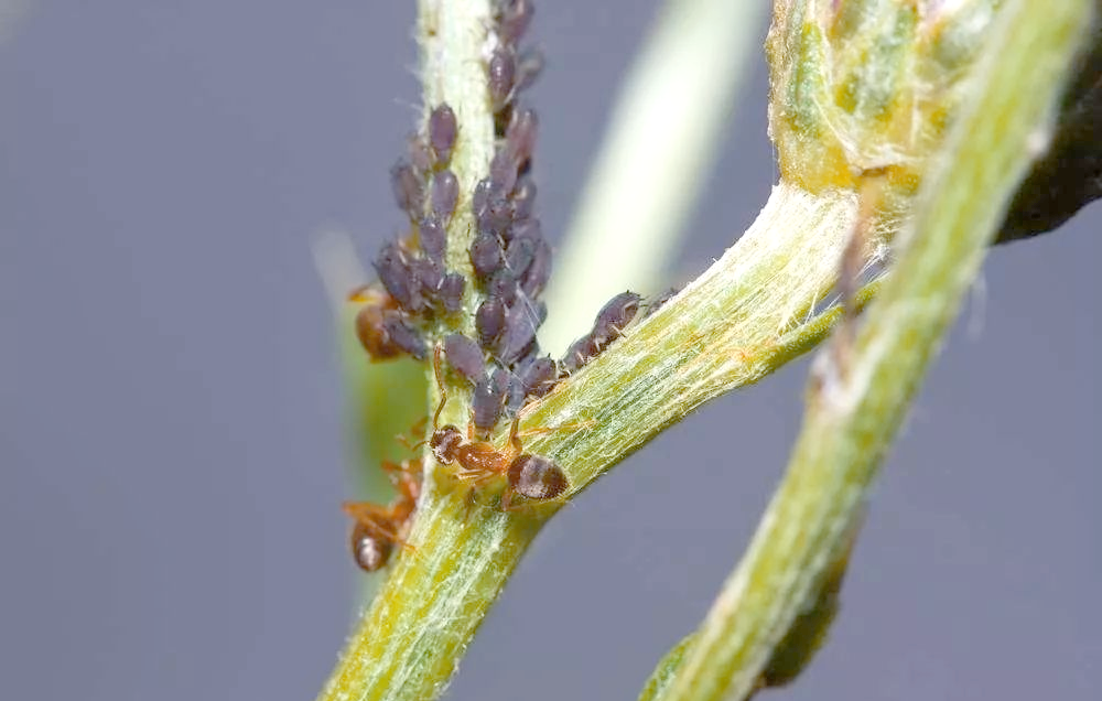 蚜虫克星,苦参·印楝素杀虫剂,速效且持效期长,防治效果显著