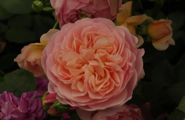 博斯科贝尔(boscobel)