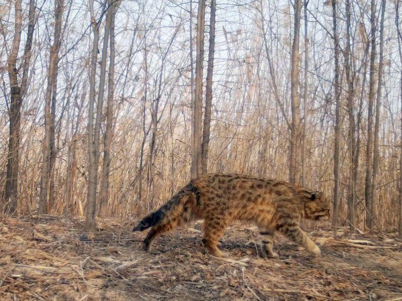 北京野生豹猫图片