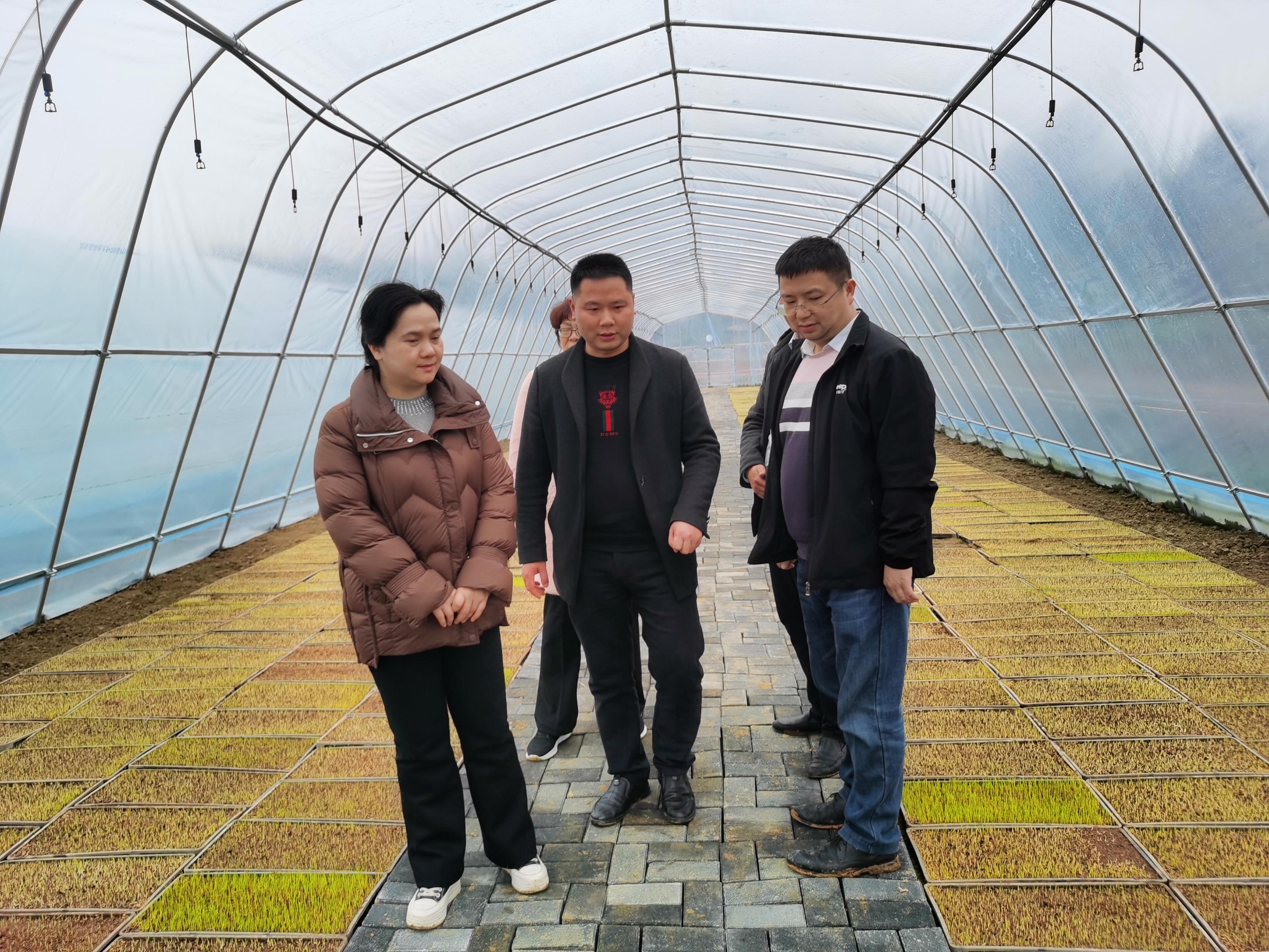 金洞:陈莉调研督导粮食生产工作