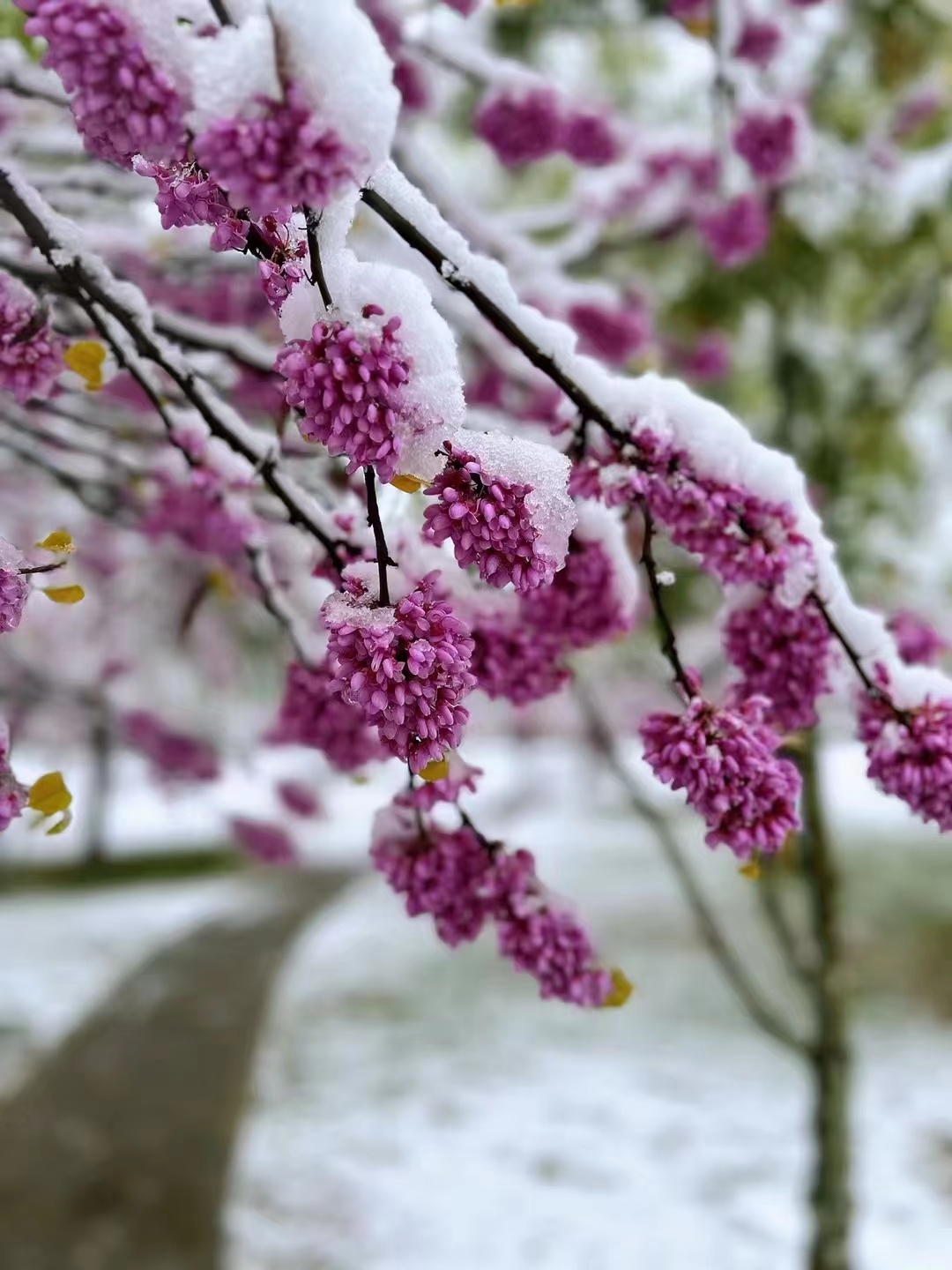 阳春三月下雪图片