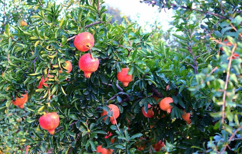 石榴树是很常见的一种果树,石榴树的花果都是红色