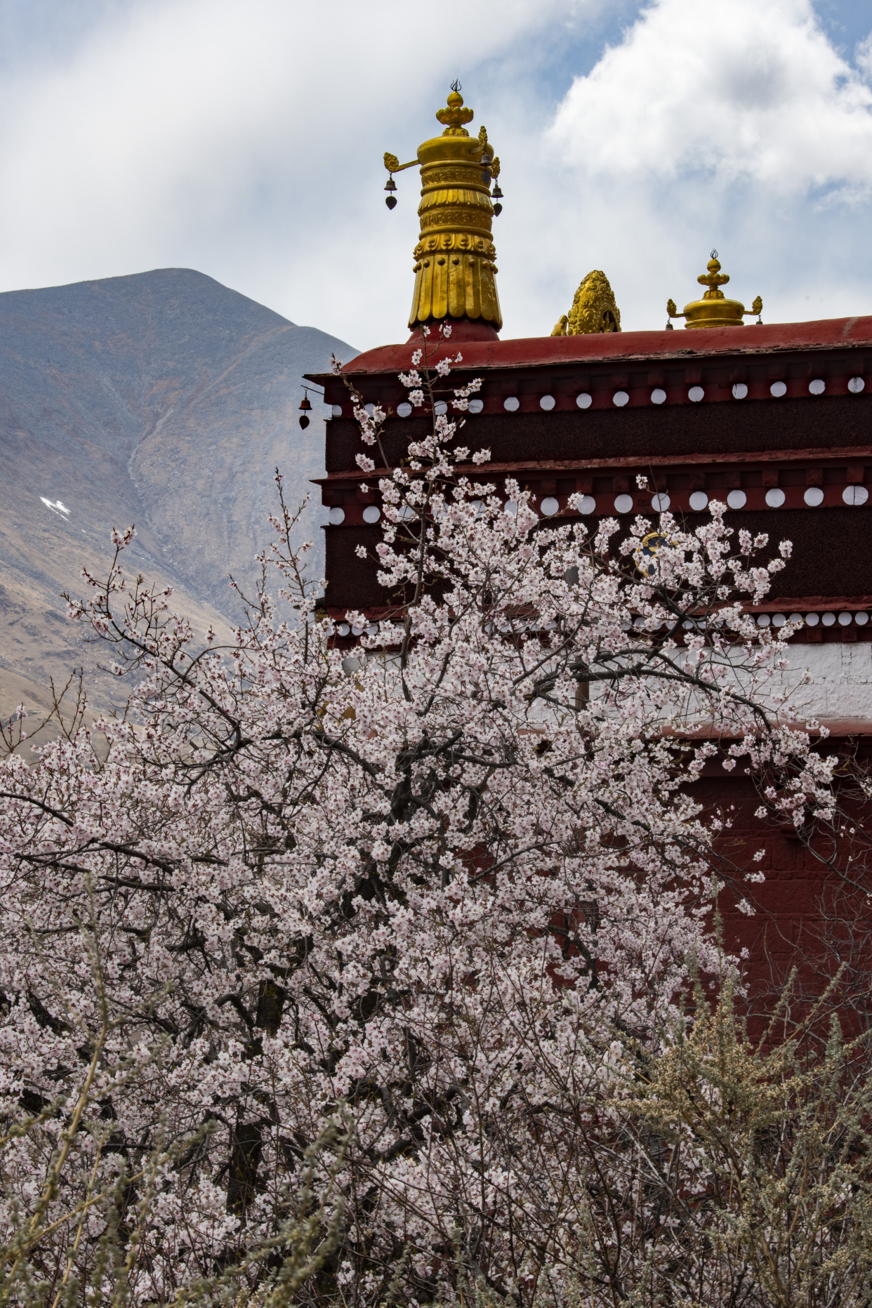 西藏:山寺桃花