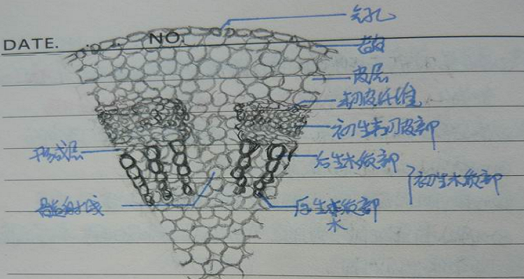 茎的次生结构简图手绘图片