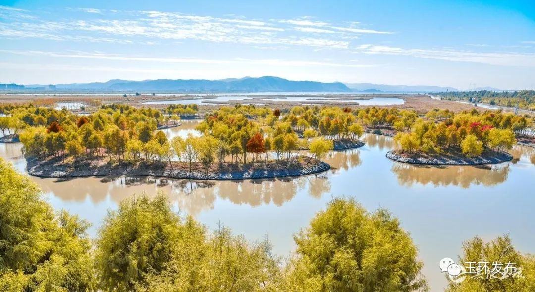 漩门湾国家湿地公园:大批候鸟来越冬