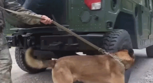 视频丨不是宠物是战友!军犬扎根深山和兵哥哥并肩守阵..